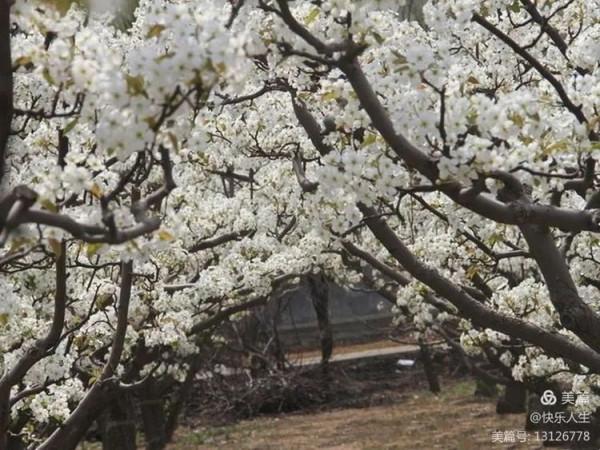 鐵兵遊記｜永定河畔萬畝梨花香雪海