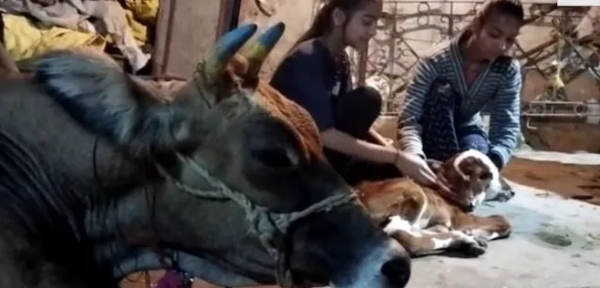 印度農民家出生一隻四眼兩嘴小牛,當地人蜂擁膜拜 印度農民家出生一隻四眼兩嘴小牛,當地人蜂擁膜拜