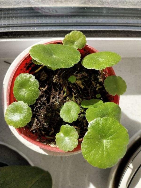 最愛水的銅錢草,水培和土培哪個更好養? 最愛水的銅錢草,水培和土培哪個更好養?