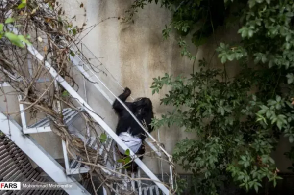 被遺棄的黑猩猩被人類照顧長大,最後卻慘遭同類打死 被遺棄的黑猩猩被人類照顧長大,最後卻慘遭同類打死