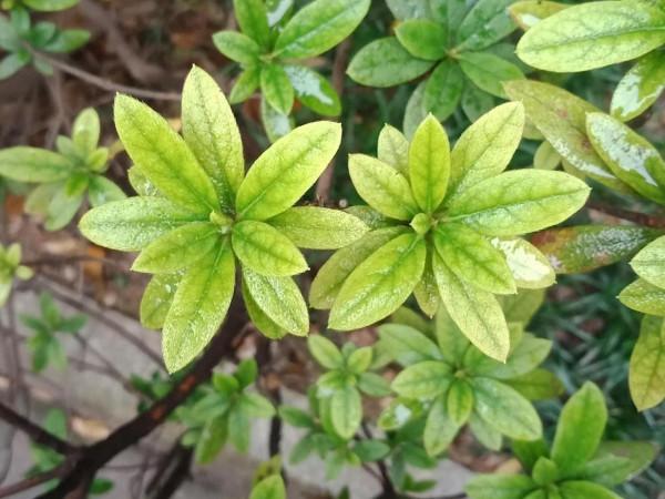 這可以說是真正的輕而易舉了 這可以說是真正的輕而易舉了