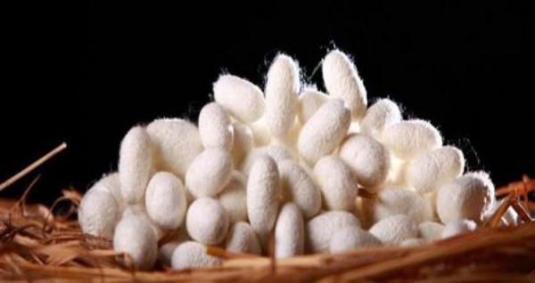 香雲博物志 | 如何鑑別真假蠶絲? 香雲博物志 | 如何鑑別真假蠶絲?