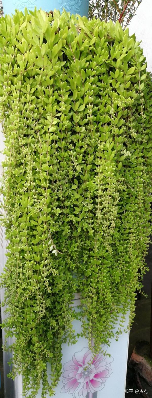 普通而又意義非凡的植物-垂盆草 普通而又意義非凡的植物-垂盆草