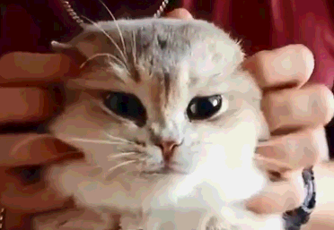 為什麼人們這麼喜歡擼貓？看完我要想養一隻貓