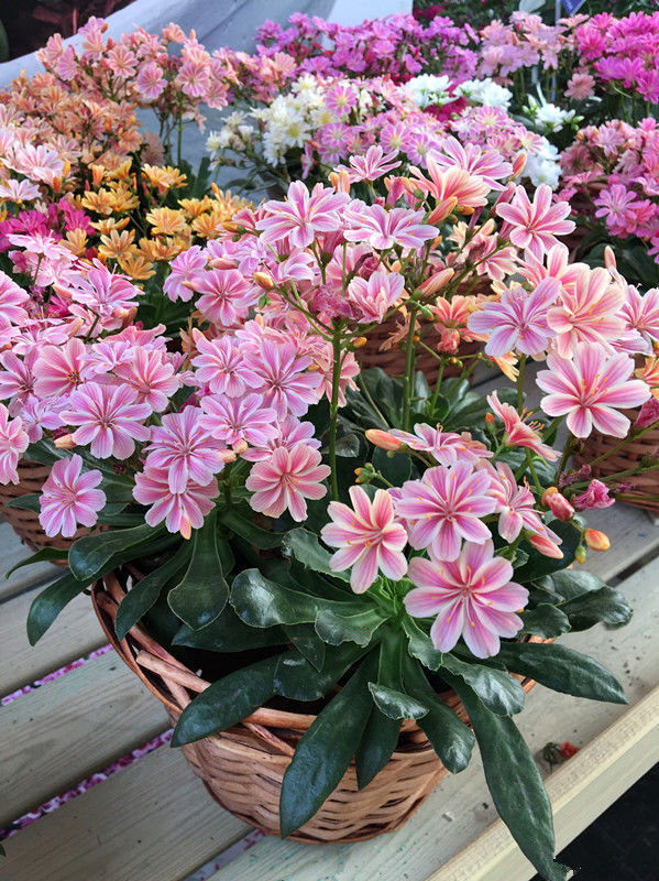 7種“長久花”，長得快開花多，曬曬太陽，連續開花