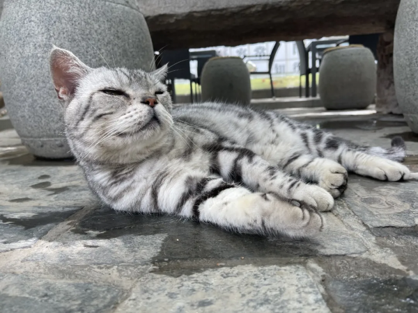 “貓條”好吸嗎? “貓條”好吸嗎?