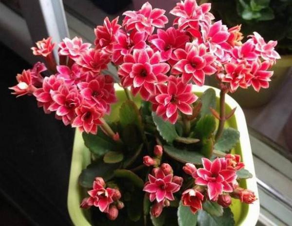 6種能養人的花，越養越有“好運氣”，建議養一盆