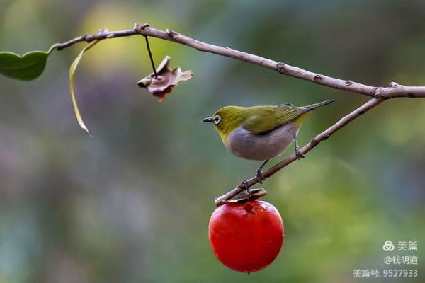 萌萌可愛小精靈——繡眼鳥