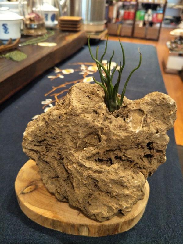 快春節了，來一波超讚木頭風園藝佳作欣賞