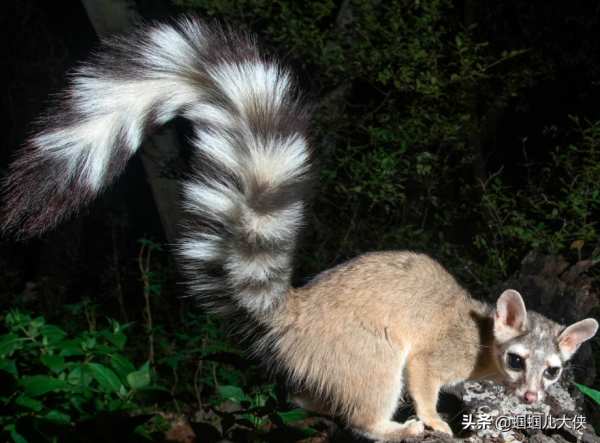 27種動物照片大集合,出生不久的小刺蝟長成這樣,大自然真神奇 27種動物照片大集合,出生不久的小刺蝟長成這樣,大自然真神奇