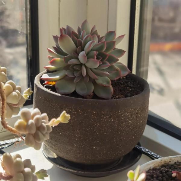 曬曬家裡的小綠植