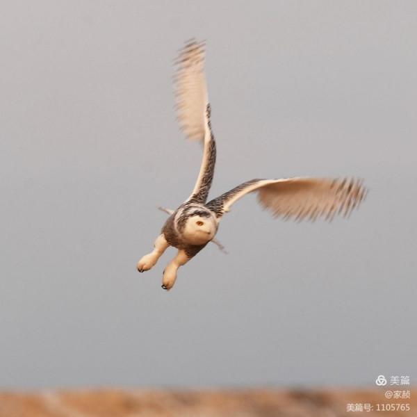 寒極精靈—雪鴞