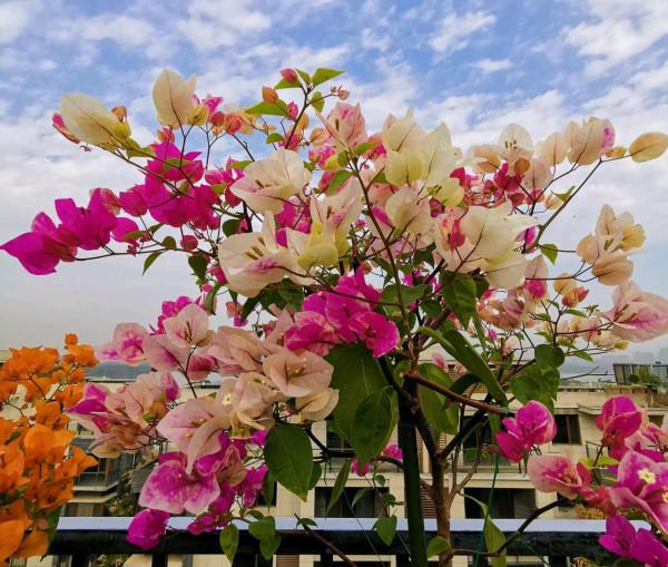 拜拜了月季!養了四年月季,這個秋天果斷換坑,希望沒有換錯 拜拜了月季!養了四年月季,這個秋天果斷換坑,希望沒有換錯