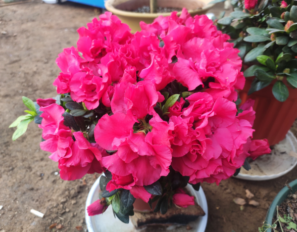 杜鵑花爛根爛葉是有原因的，不是它難養，是你沒掌握技巧