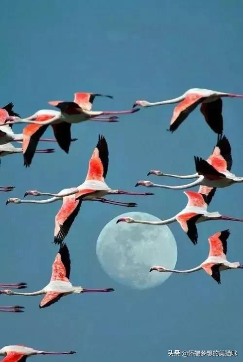 動物界的集體照