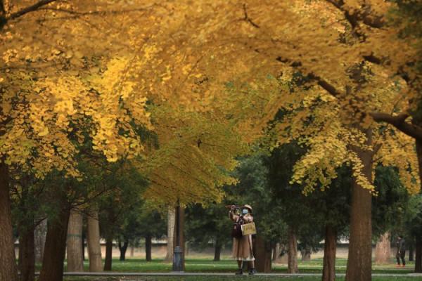 新聞8點見丨北京的秋色,引遊客駐足忘返 新聞8點見丨北京的秋色,引遊客駐足忘返