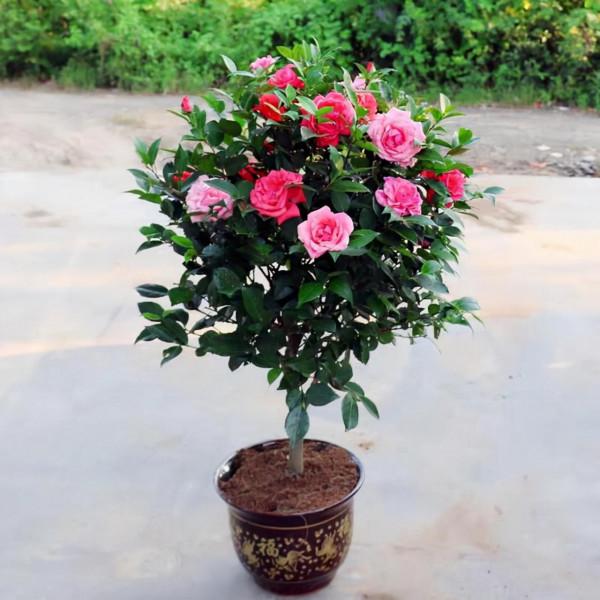 “窮養”5種花，用小花盆栽種，多曬少管更利於生長，又美又值錢