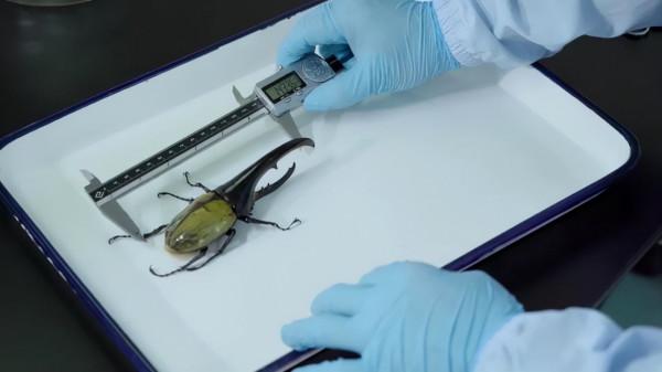 長戟大兜蟲在日本人氣暴漲，為何中國卻不準養？它的危害有多大？