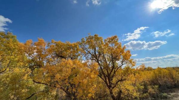 天空如此美麗 -新疆•胡楊林 天空如此美麗 -新疆•胡楊林