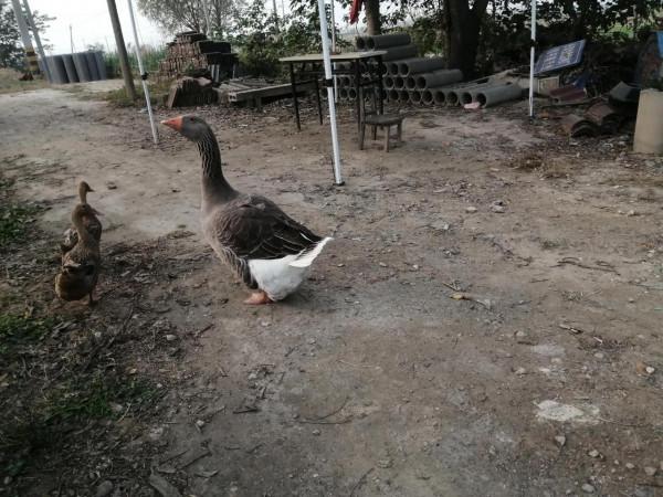 紅草與黃鴨大灰鵝 紅草與黃鴨大灰鵝