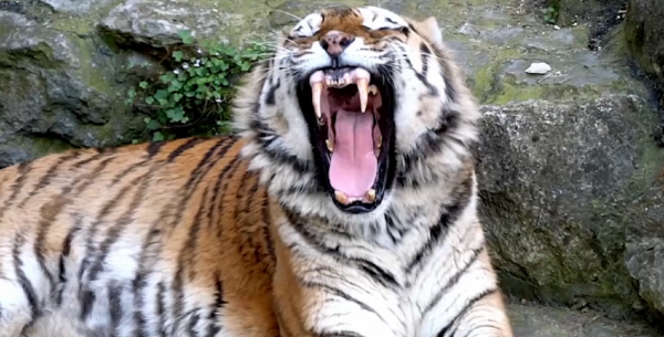 雜交動物：只看外貌，你能看出來這些動物的父母是誰嗎？