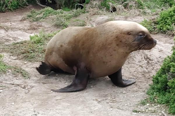 南澳袋鼠島風光之 海豹灣 南澳袋鼠島風光之 海豹灣