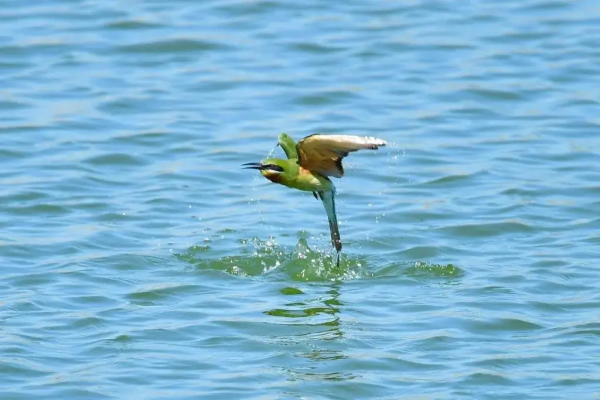 “中國最美小鳥”到底有多美？