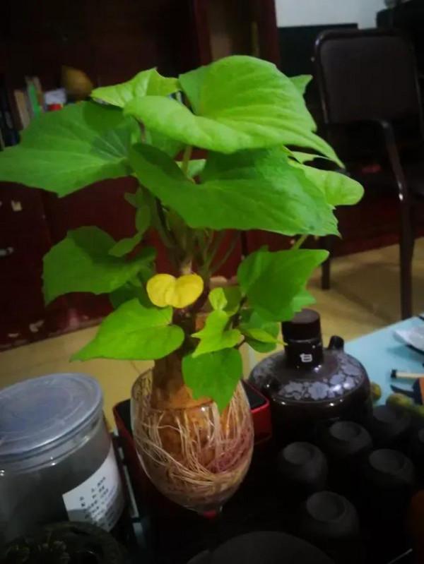 養個紅薯盆景吧