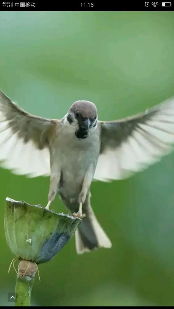 麻雀也是三級寶