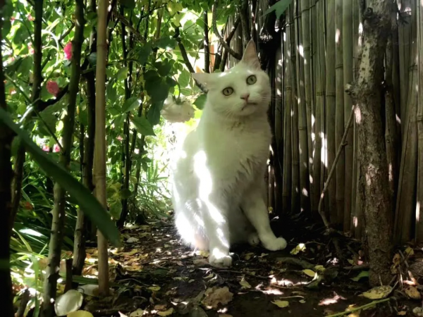 古有“竹林七賢”今有“觀復七閒” 古有“竹林七賢”今有“觀復七閒”