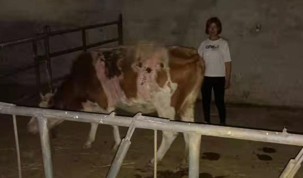 “鄉村振興，萬戶建立”——“農創杯”肉牛養殖科技示範戶已經產生啦！