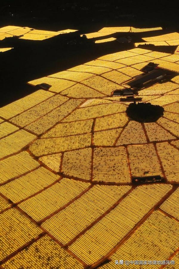 557億斤！5個第一！3個第二！水果大省廣西，到底有多“豪”？