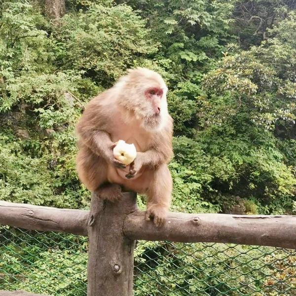峨眉山之行(建議大家收藏,攻略寫在最後) 峨眉山之行(建議大家收藏,攻略寫在最後)