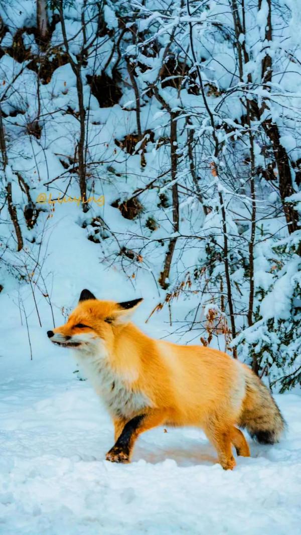 冬日仙境喀納斯，網紅小狐狸來代言