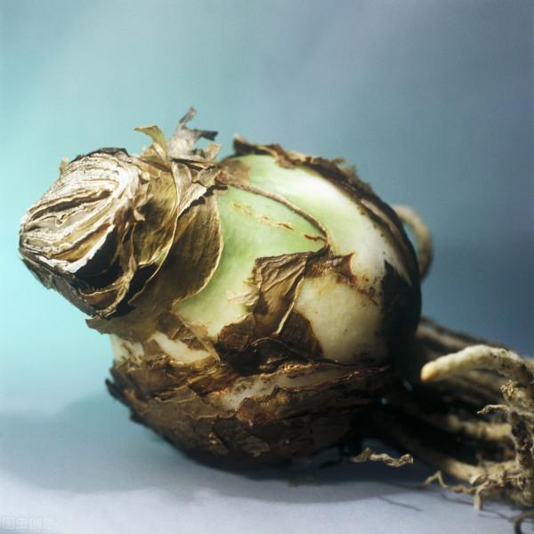 難怪朱頂紅不開花，這幾件事做不好，只能看葉子