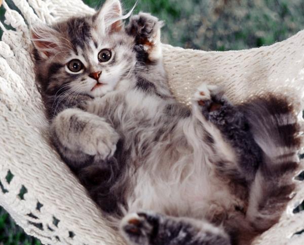 打貓真的有用嗎？