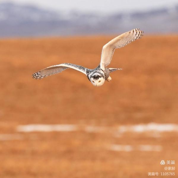 寒極精靈—雪鴞