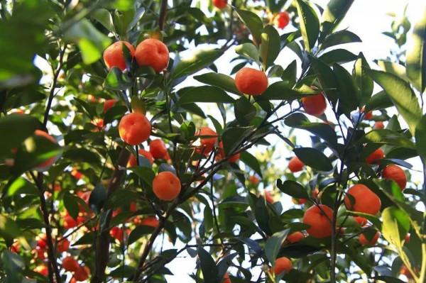 吃健康美味的水果，打卡美麗的景點，過甜蜜幸福的生活