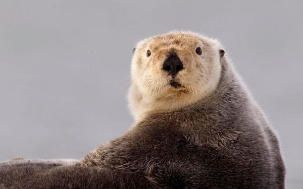 海獺蠢萌的外表下,隱藏了可怕的繁殖過程,是不折不扣的黑暗王者 海獺蠢萌的外表下,隱藏了可怕的繁殖過程,是不折不扣的黑暗王者