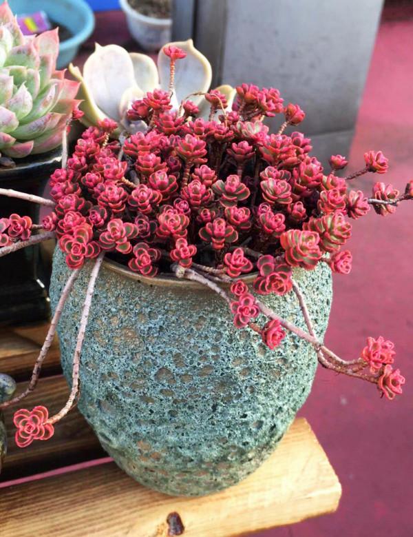 11種花得窮養,用小盆,少澆水,反而更精神 11種花得窮養,用小盆,少澆水,反而更精神