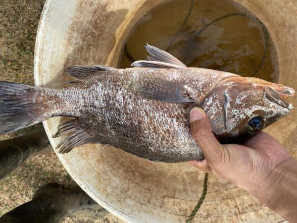 我在喀麥隆釣個魚玩