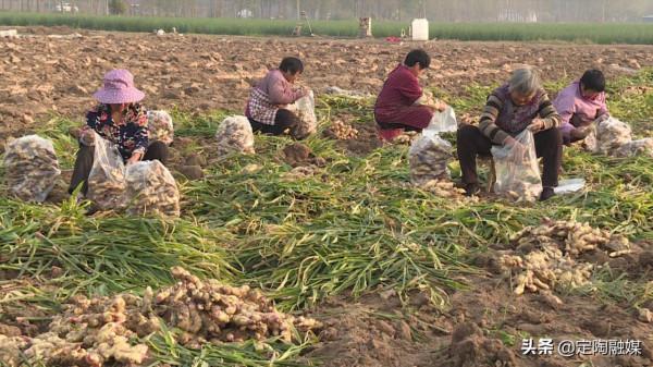 返鄉創業做“姜”軍,看定陶這位小夥的致富路 返鄉創業做“姜”軍,看定陶這位小夥的致富路
