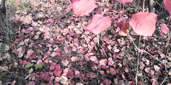 紅葉集之六——醉臥紅塵