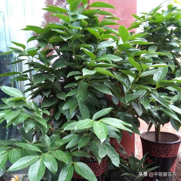 平安夜來臨，5種花今年很“流行”，你家裡養了幾種呢？真的很美