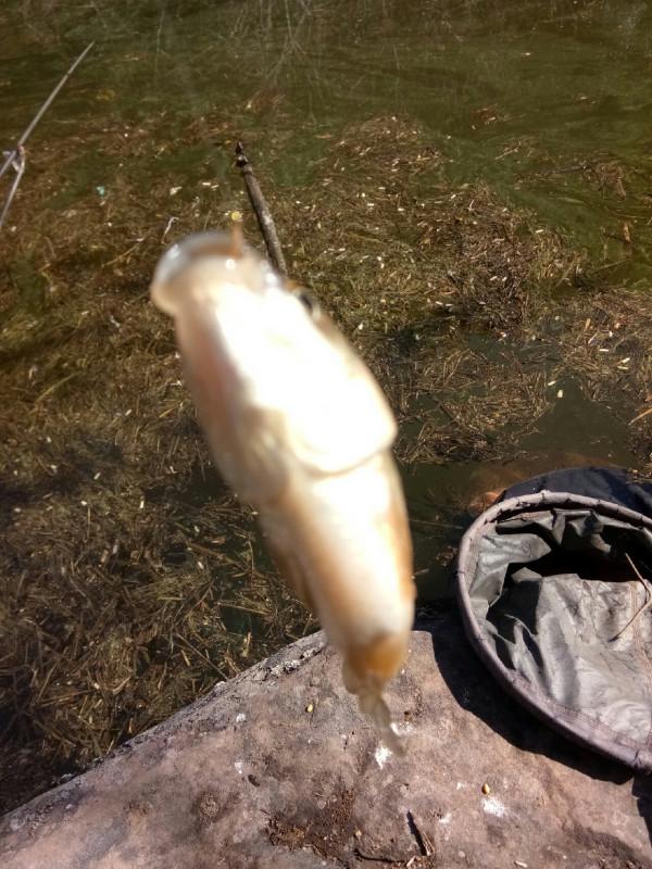 頻繁掛鉤斷線也未能阻止大板鯽爆護