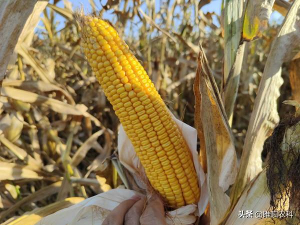 這個矮稈抗病玉米新品種，畝產可達2200斤，春夏都能種
