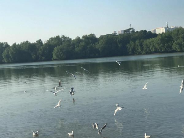 文明觀鳥不要投餵才是對鳥兒的保護