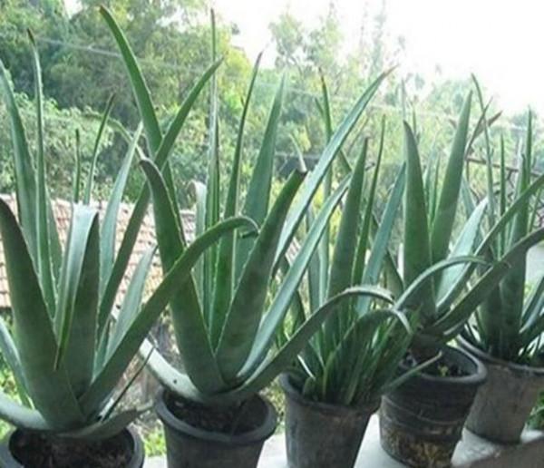 7種大型花，號稱“死不了”，看著很霸氣，還能吸廢氣，值得養