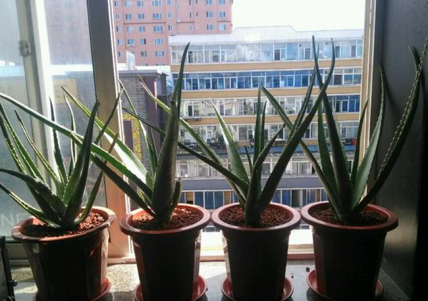 7種“養生花”，漂亮又好養，家中養一盆，食用價值高