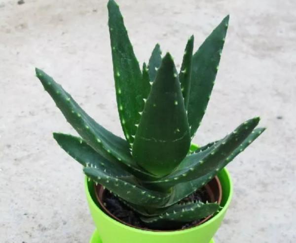 室內養5種花，美觀大方還能“養人”，適合美化家居環境